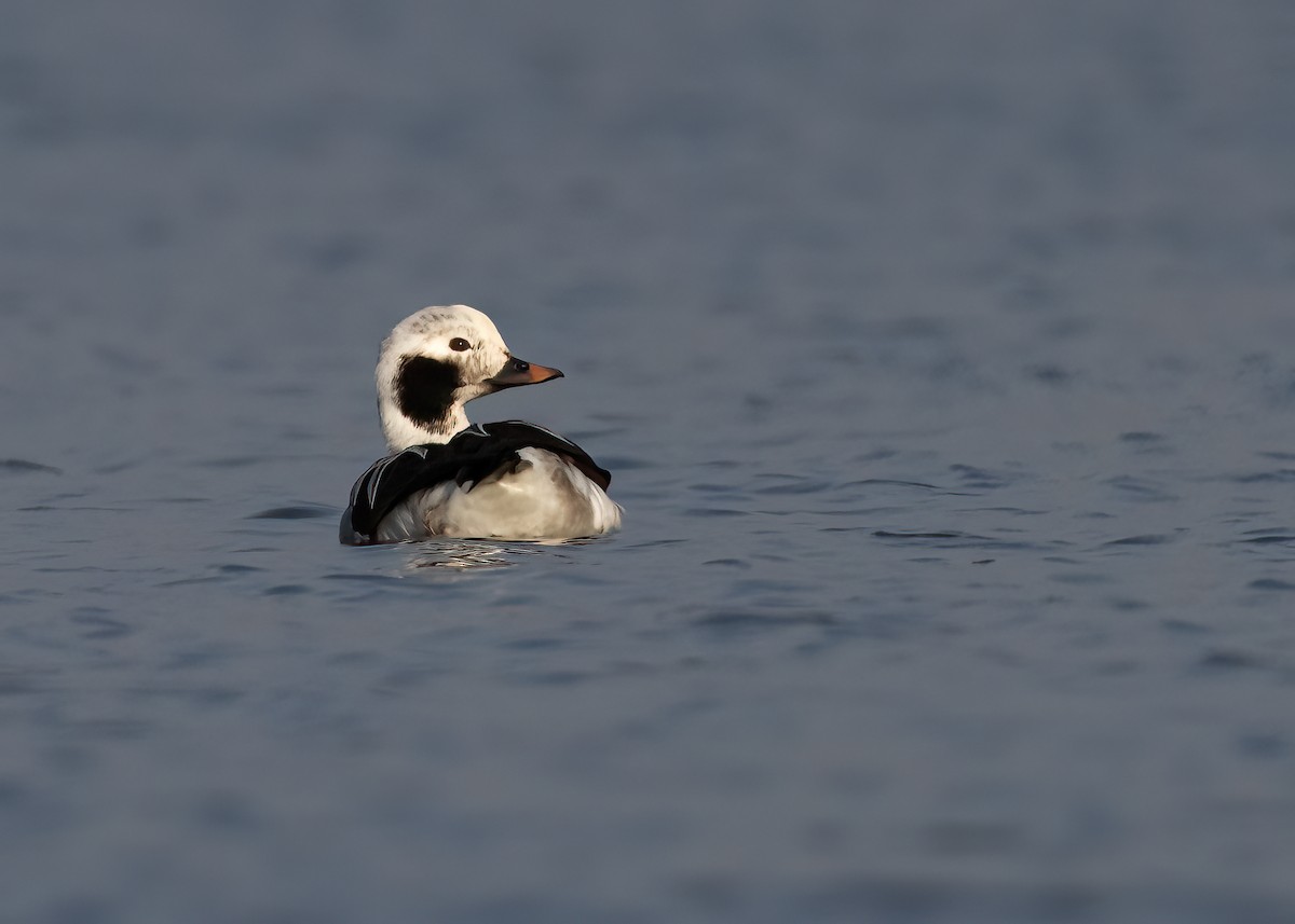 Long-tailed Duck - ML535268641