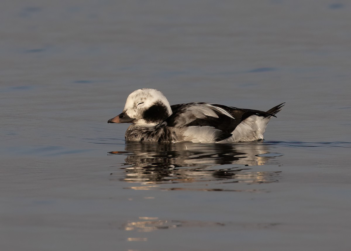 Long-tailed Duck - ML535268651