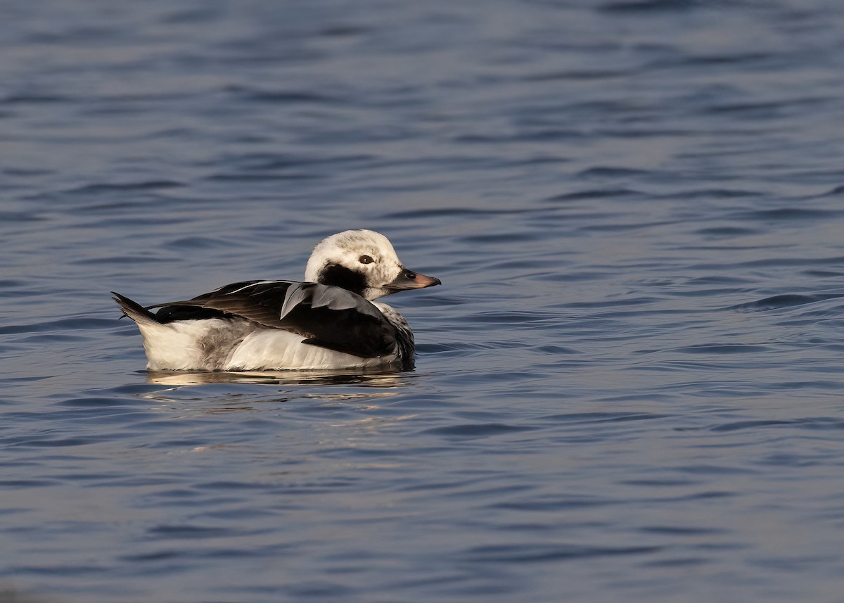 Long-tailed Duck - ML535268661