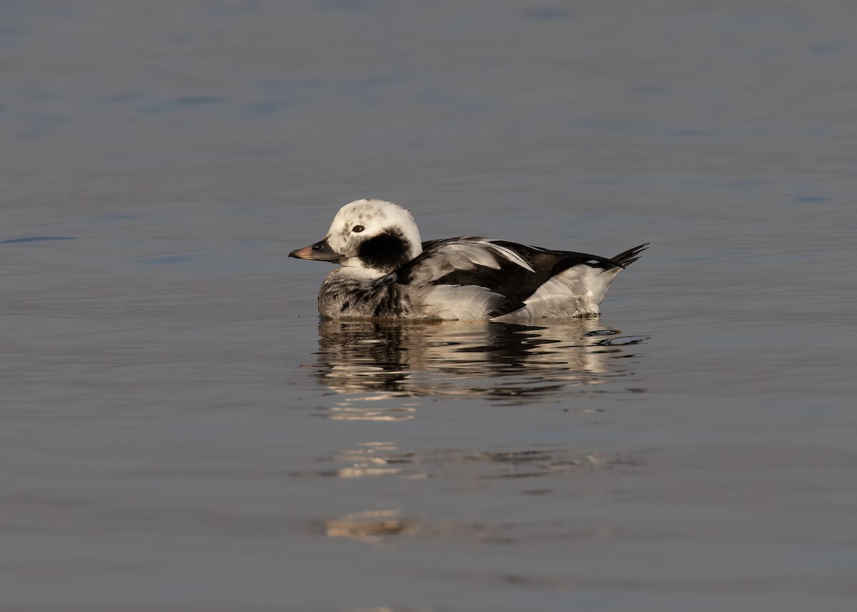 Long-tailed Duck - ML535268671