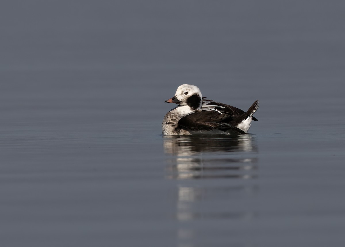 Long-tailed Duck - ML535268681