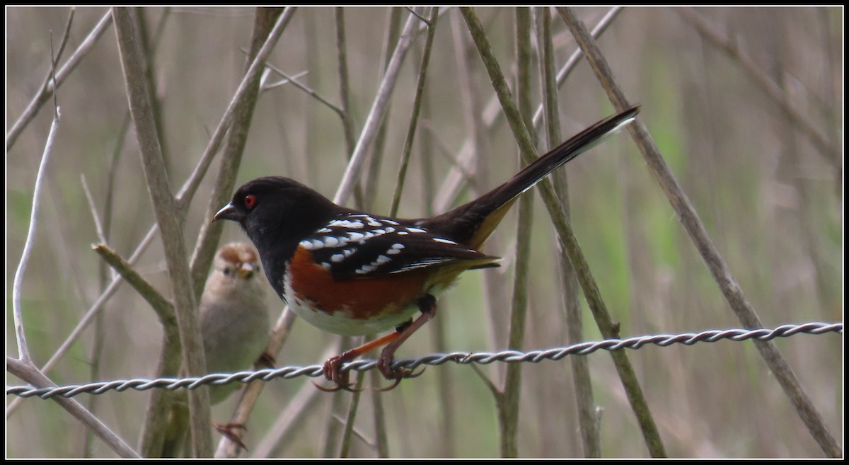Spotted Towhee - ML535270281