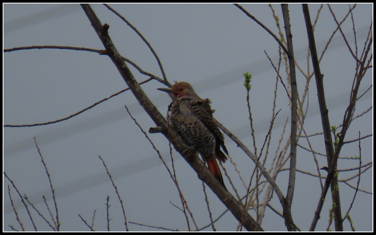Northern Flicker (Red-shafted) - ML535270351