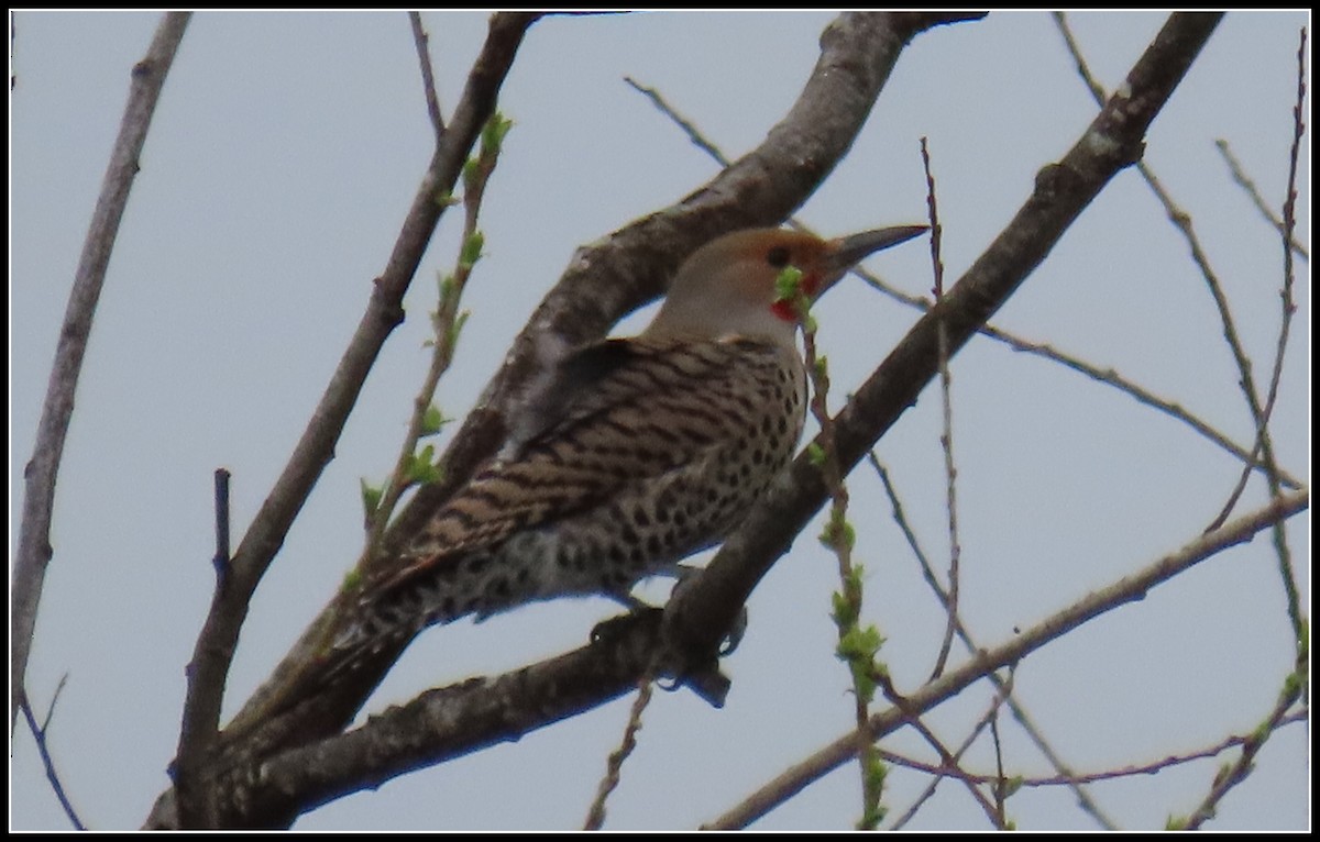 Northern Flicker (Red-shafted) - ML535270361