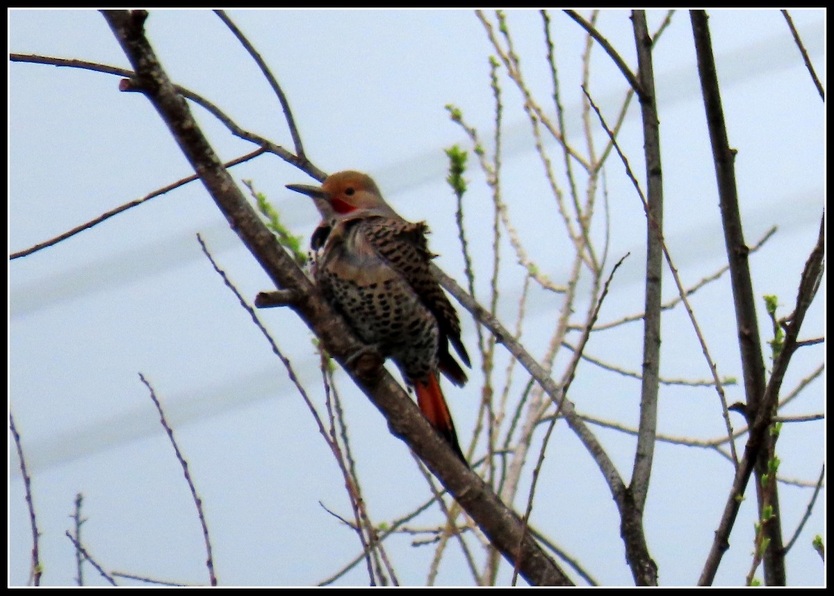 Northern Flicker (Red-shafted) - ML535270371
