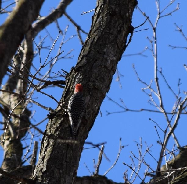 Red-bellied Woodpecker - Constanza Ehrenhaus