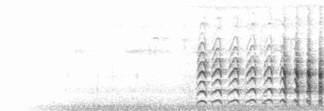  - Wattled Jacana (Chestnut-backed)