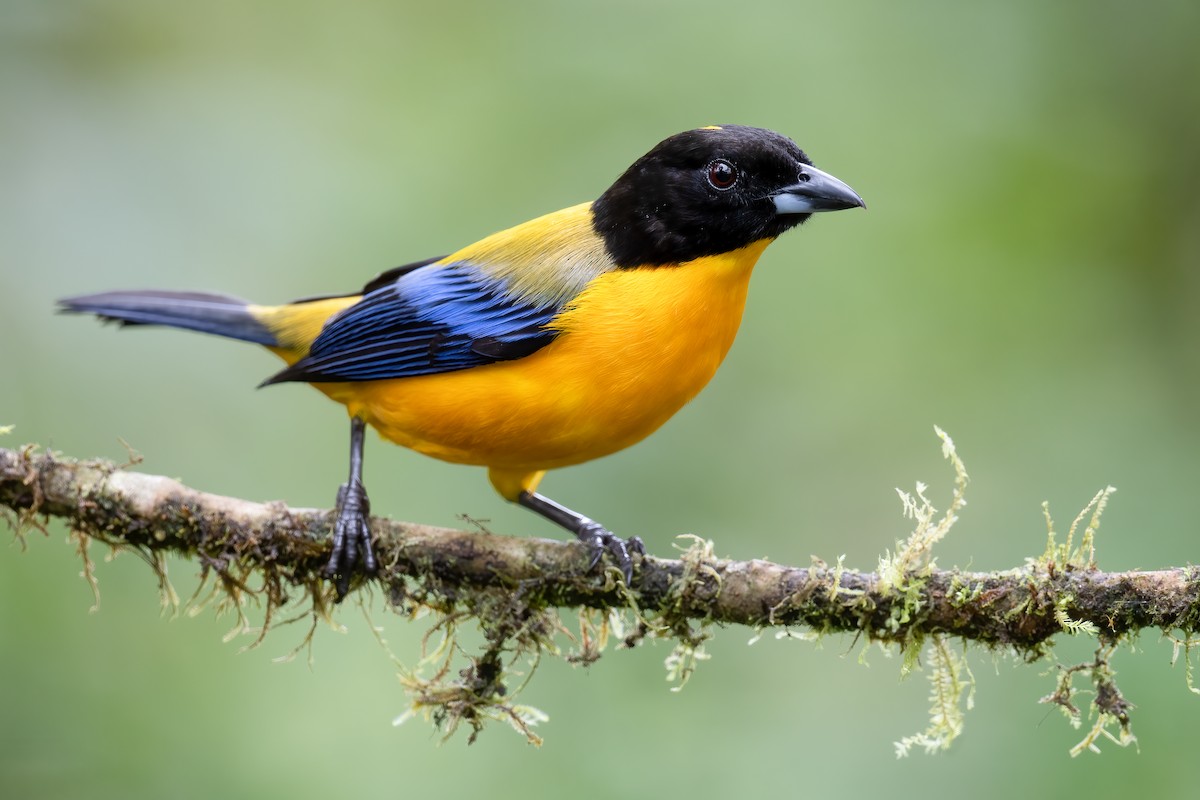 Black-chinned Mountain Tanager - ML535274591