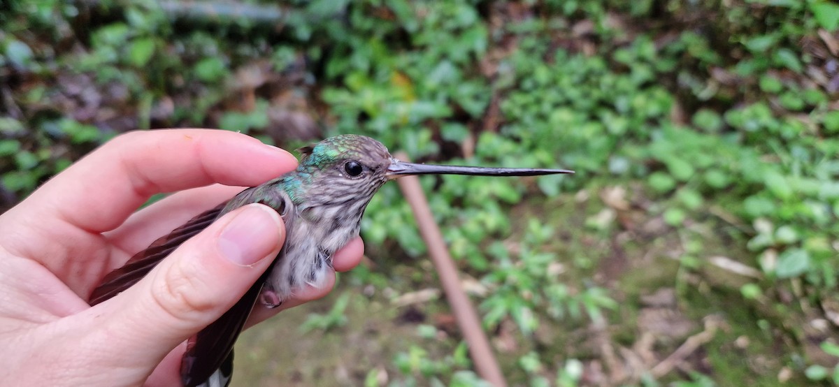 Tooth-billed Hummingbird - ML535274891