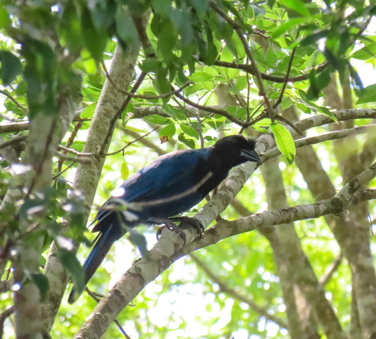 Azure Jay - Fernando Pocho Cabral / Birding Iguazu