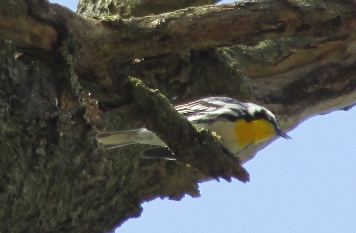 Yellow-throated Warbler - ML53528021
