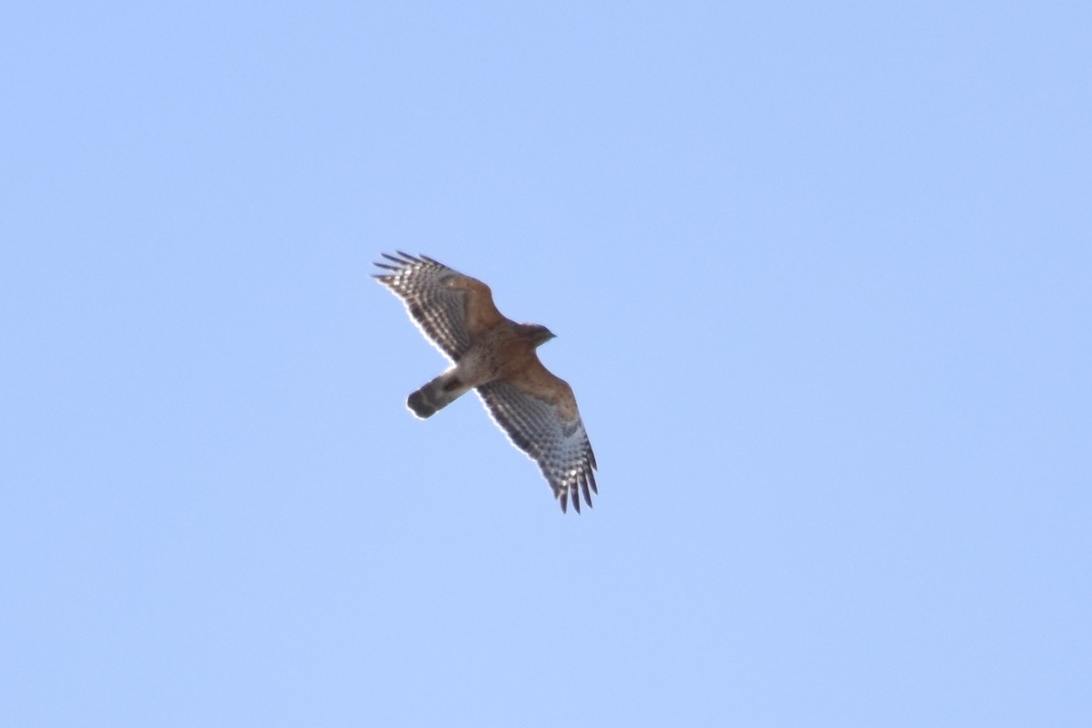 Red-shouldered Hawk (lineatus Group) - ML53529161