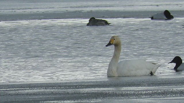 Tundra Swan (Bewick's) - ML535296761