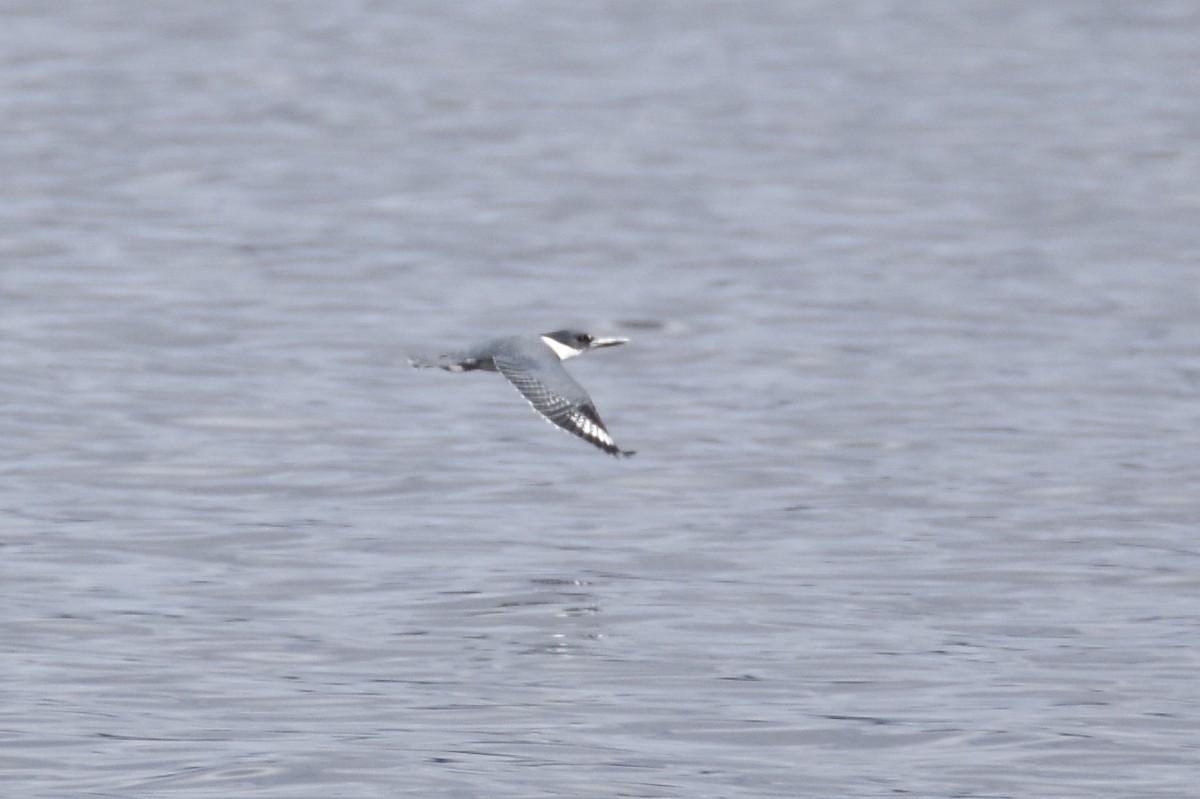 Belted Kingfisher - ML53529701