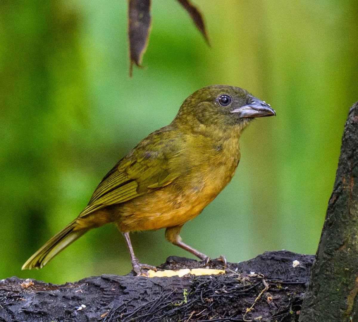 Ochre-breasted Tanager - ML535297531