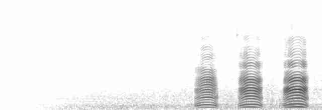  - Brown Skua (Subantarctic)