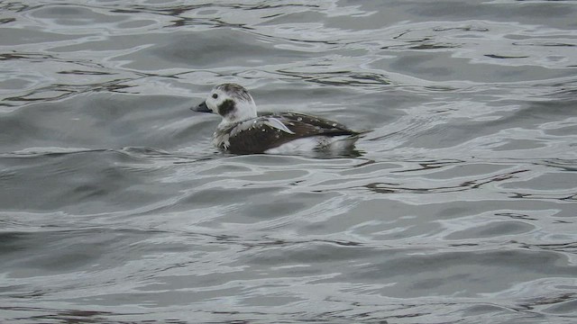 Long-tailed Duck - ML535300881