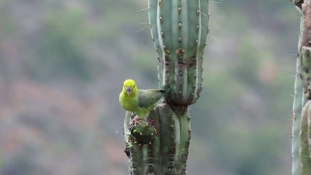 Yellow-faced Parrotlet - ML535303001