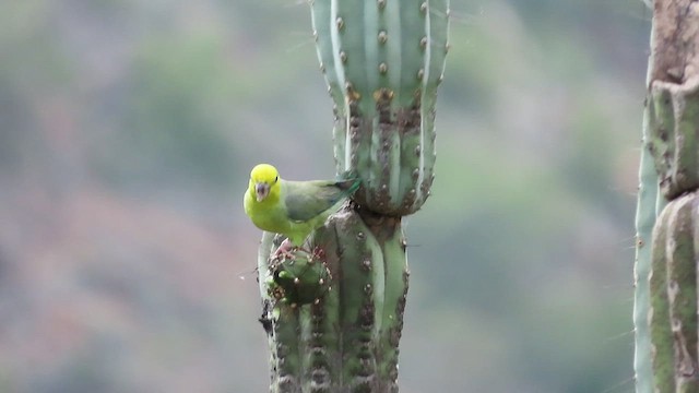 Yellow-faced Parrotlet - ML535303021