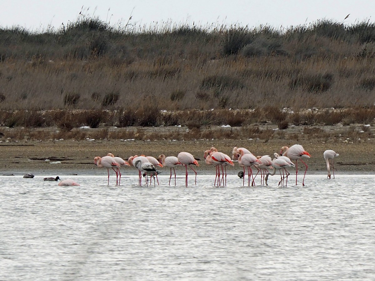 Greater Flamingo - Sergey Buben