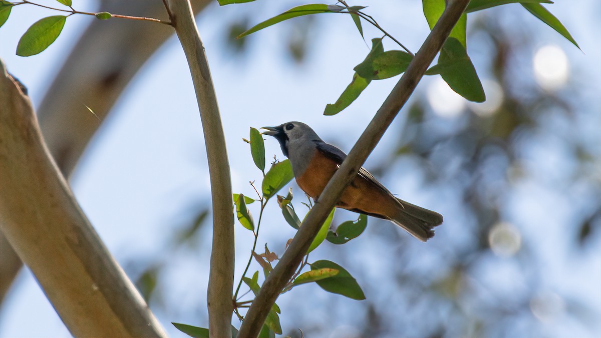 Black-faced Monarch - ML535303741