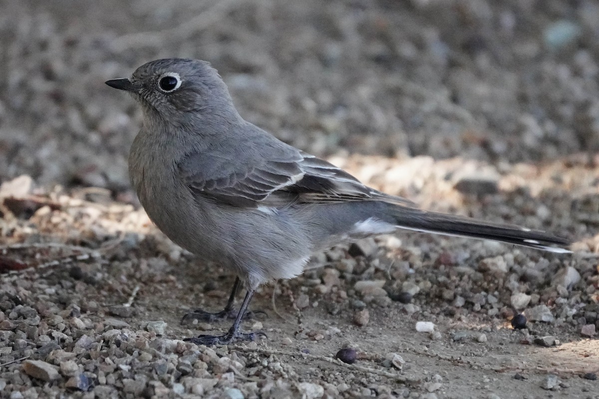Townsend's Solitaire - ML535304321
