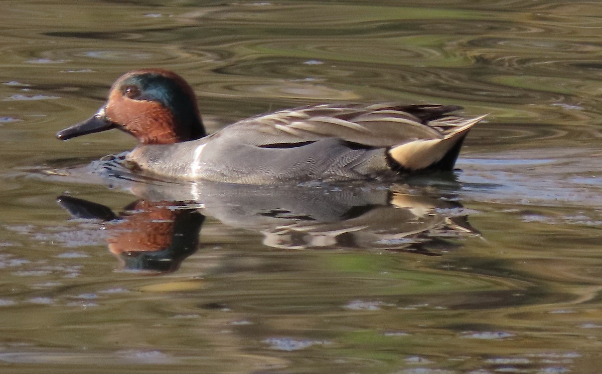 Green-winged Teal - ML535304851