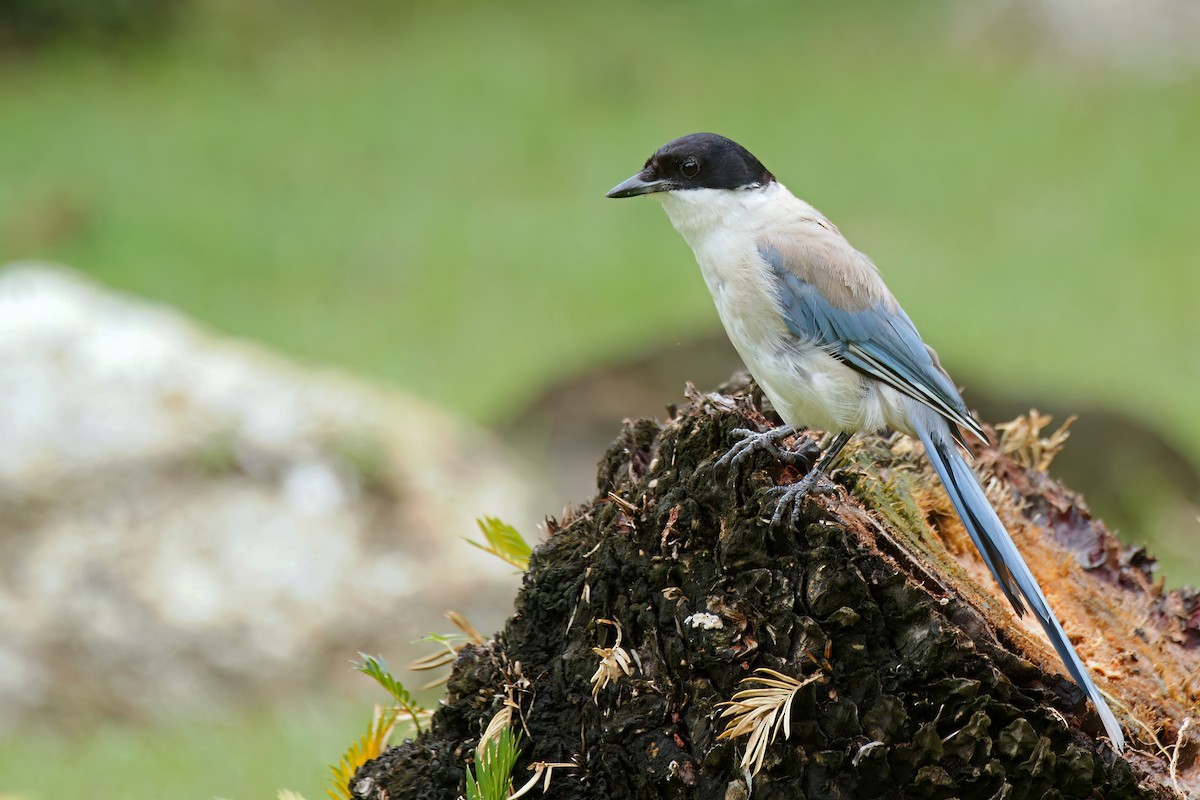 Azure-winged Magpie - ML535307021