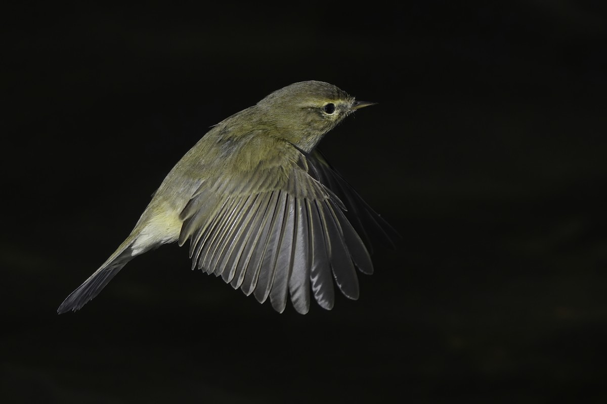 Common Chiffchaff - Kevin Hughes
