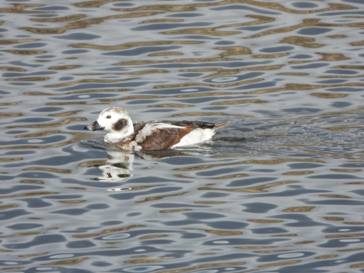 Long-tailed Duck - ML535310521