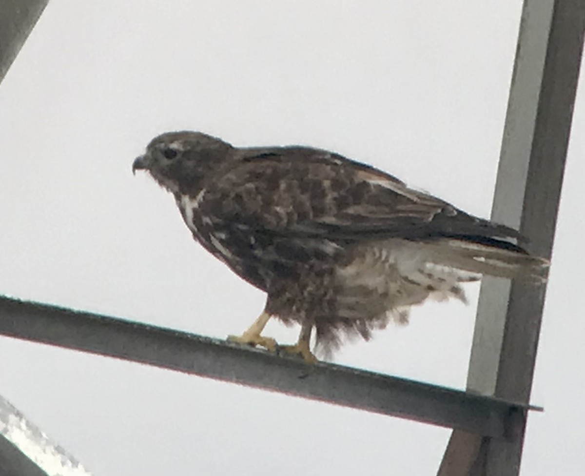 Red-tailed Hawk (Harlan's) - ML535314571