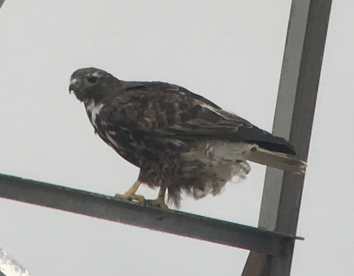 Red-tailed Hawk (Harlan's) - ML535314831