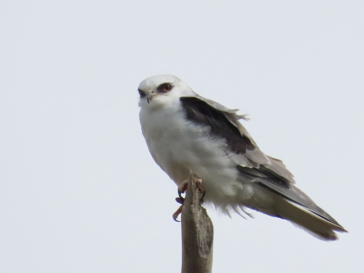 White-tailed Kite - ML535317591