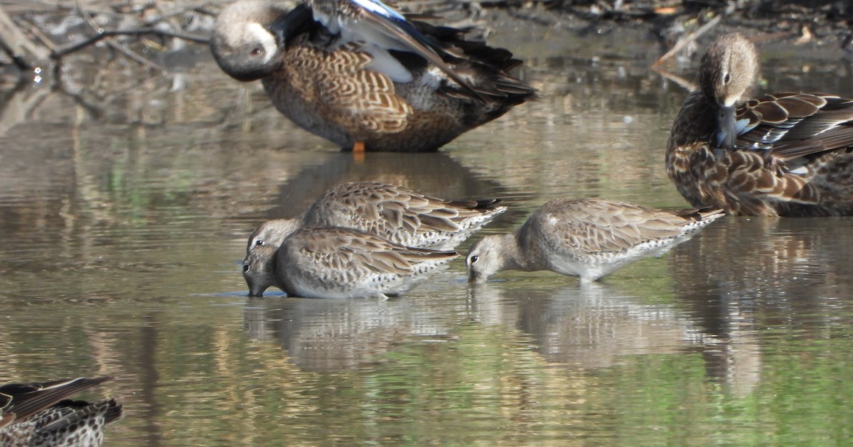 Long-billed Dowitcher - ML535319071