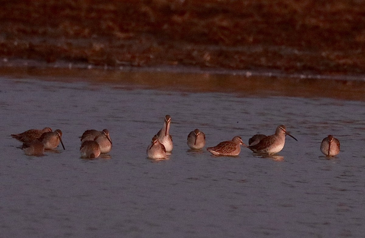 Long-billed Dowitcher - ML535320001