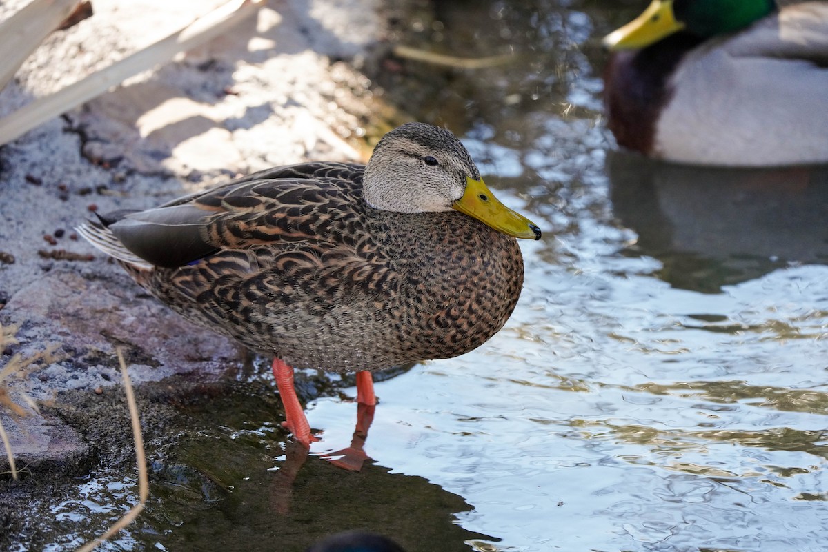 Mexican Duck - ML535320581