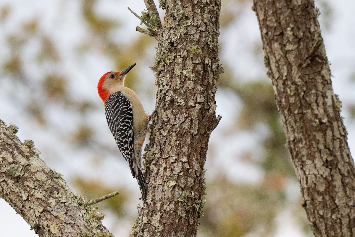 Red-bellied Woodpecker - ML535321261