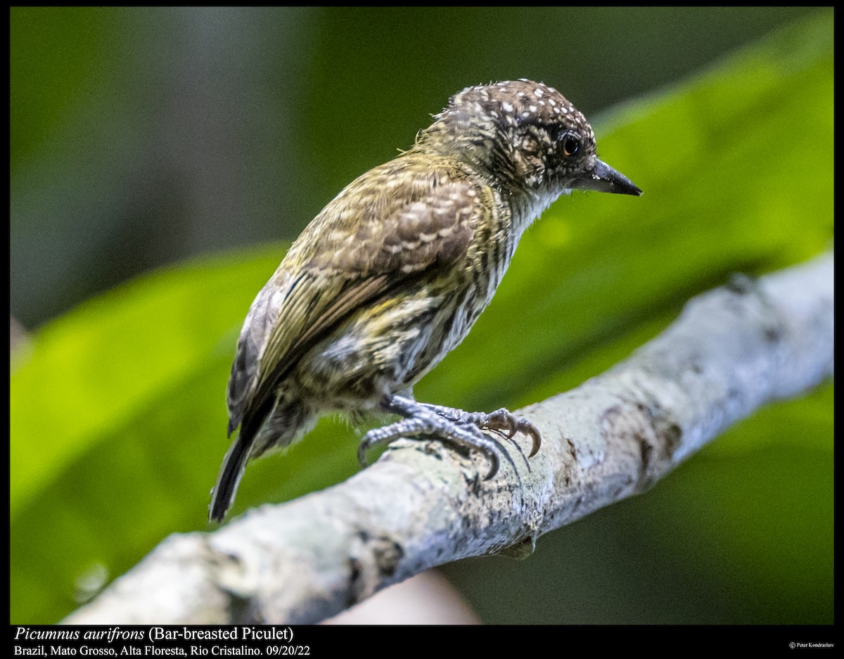 Bar-breasted Piculet - ML535321411