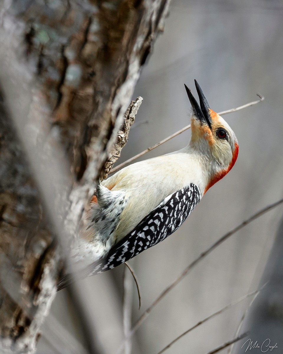 Red-bellied Woodpecker - Michael Croyle