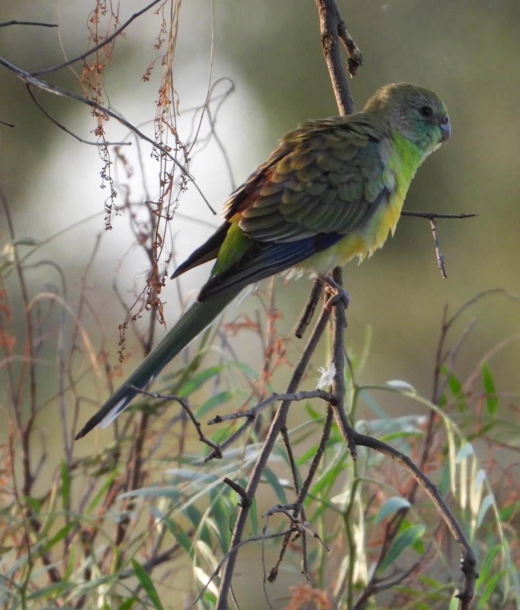 Red-rumped Parrot - ML535326471