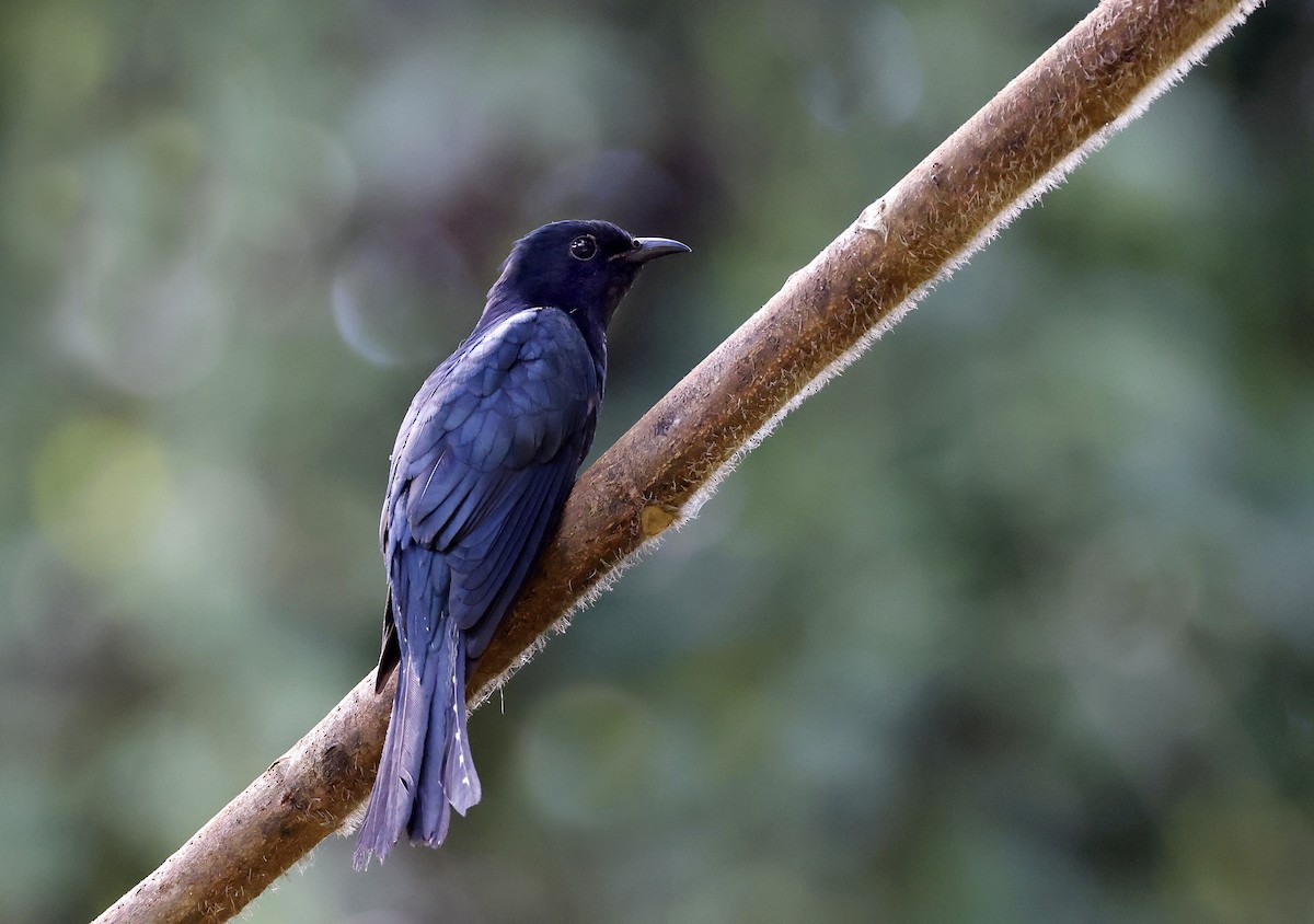 Square-tailed Drongo-Cuckoo - ML535328361