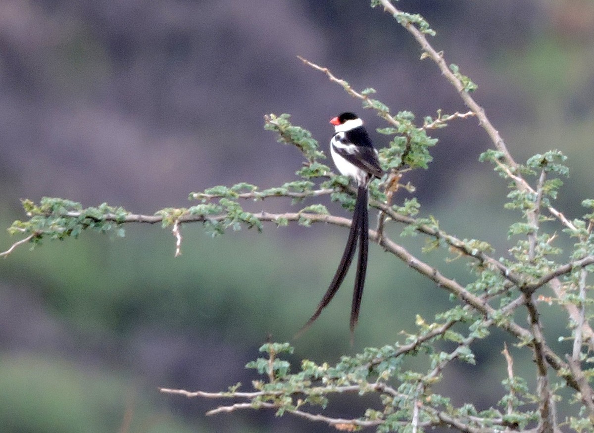 Pin-tailed Whydah - Allen Lewis