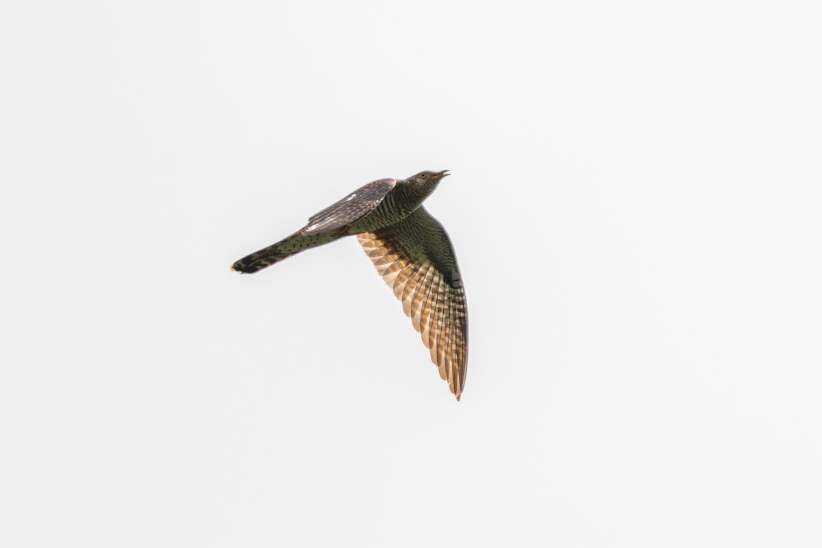 Common Cuckoo - Andy Lee