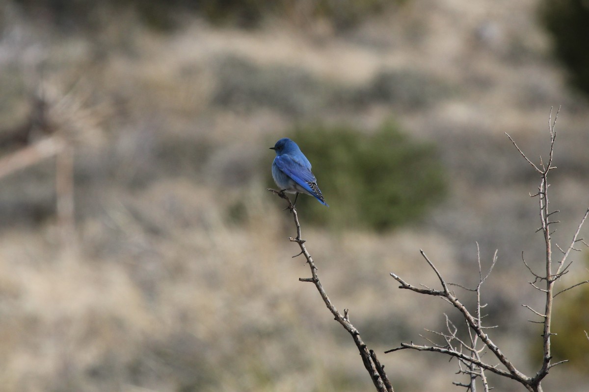 Mountain Bluebird - Kathryn Dick