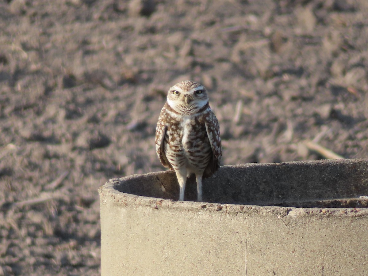 Burrowing Owl - ML535336911