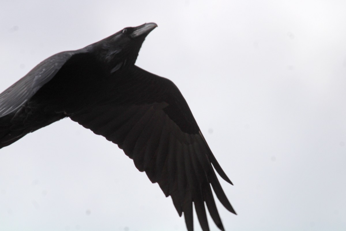 Common Raven - Kathryn Dick