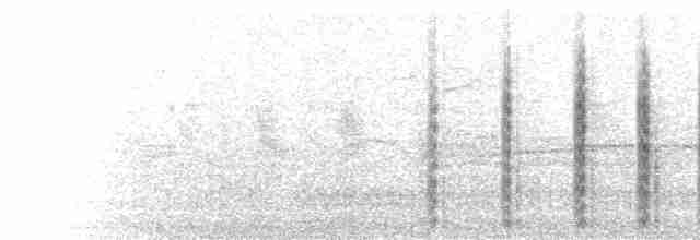  - White Tern (Pacific)