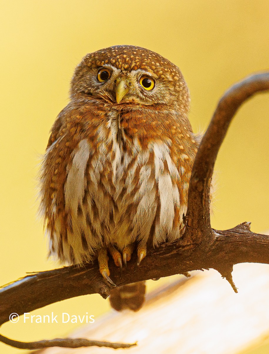 Northern Pygmy-Owl - Frank Davis