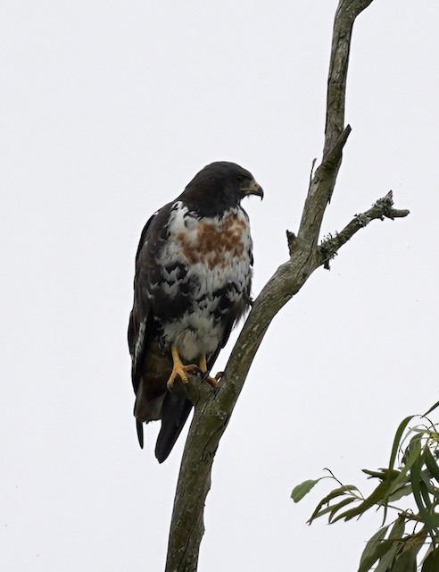 特選品 レア！アカクロノスリ（Jackal buzzard）頭骨 ※捕獲