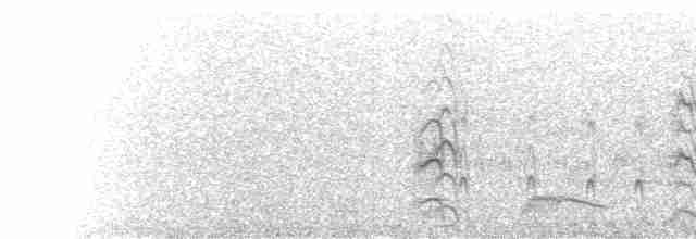  - Yellow-billed Tern